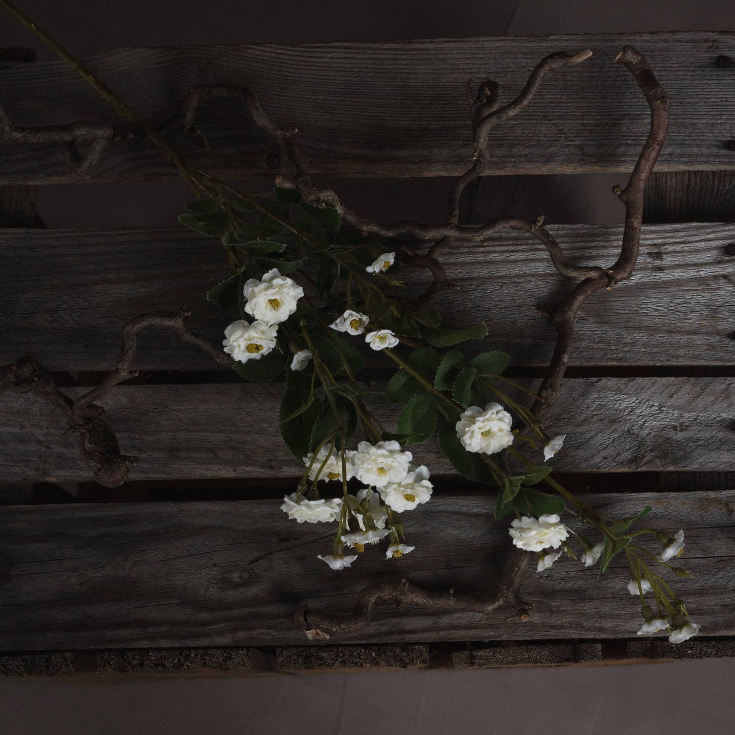 White Wild Meadow Rose