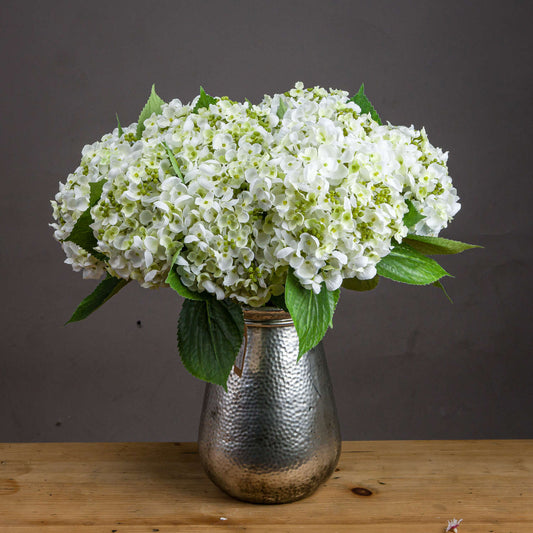 White Lace Cap Hydrangea